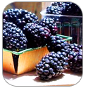 Agriberry Farm